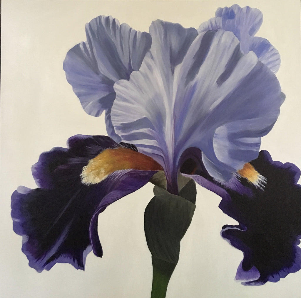 Iris on White